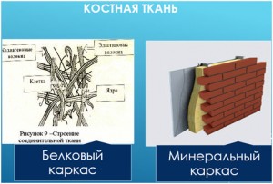 Костный белковый матрикс играет роль поддержки и связи между кальцием, фосфором и другими минералами.