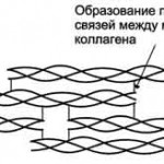 Поперечная сшивка - первый элемент прочности коллагена